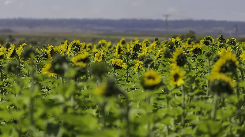 Temporada de girasoles